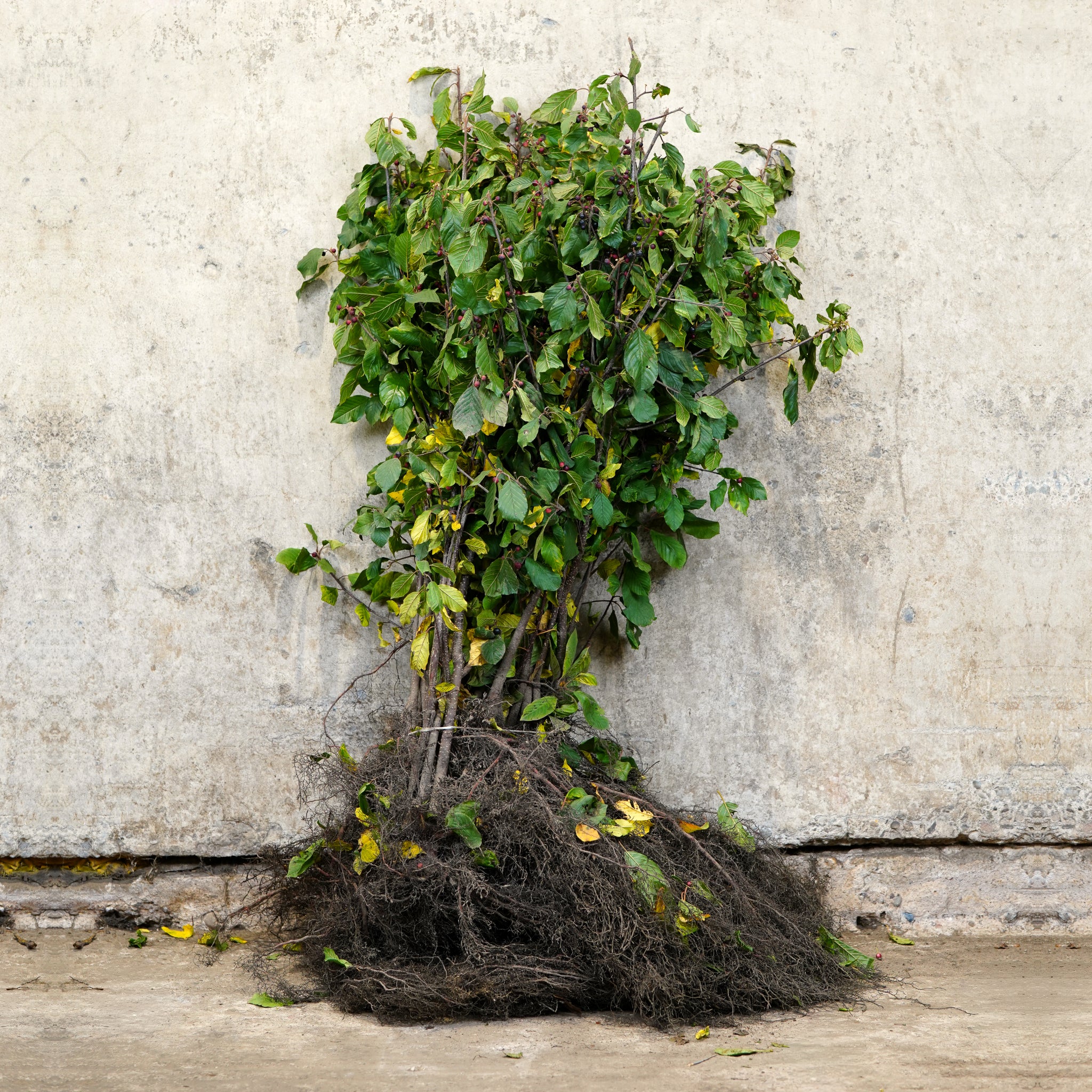 Alder Buckthorn bare root 60-80cm