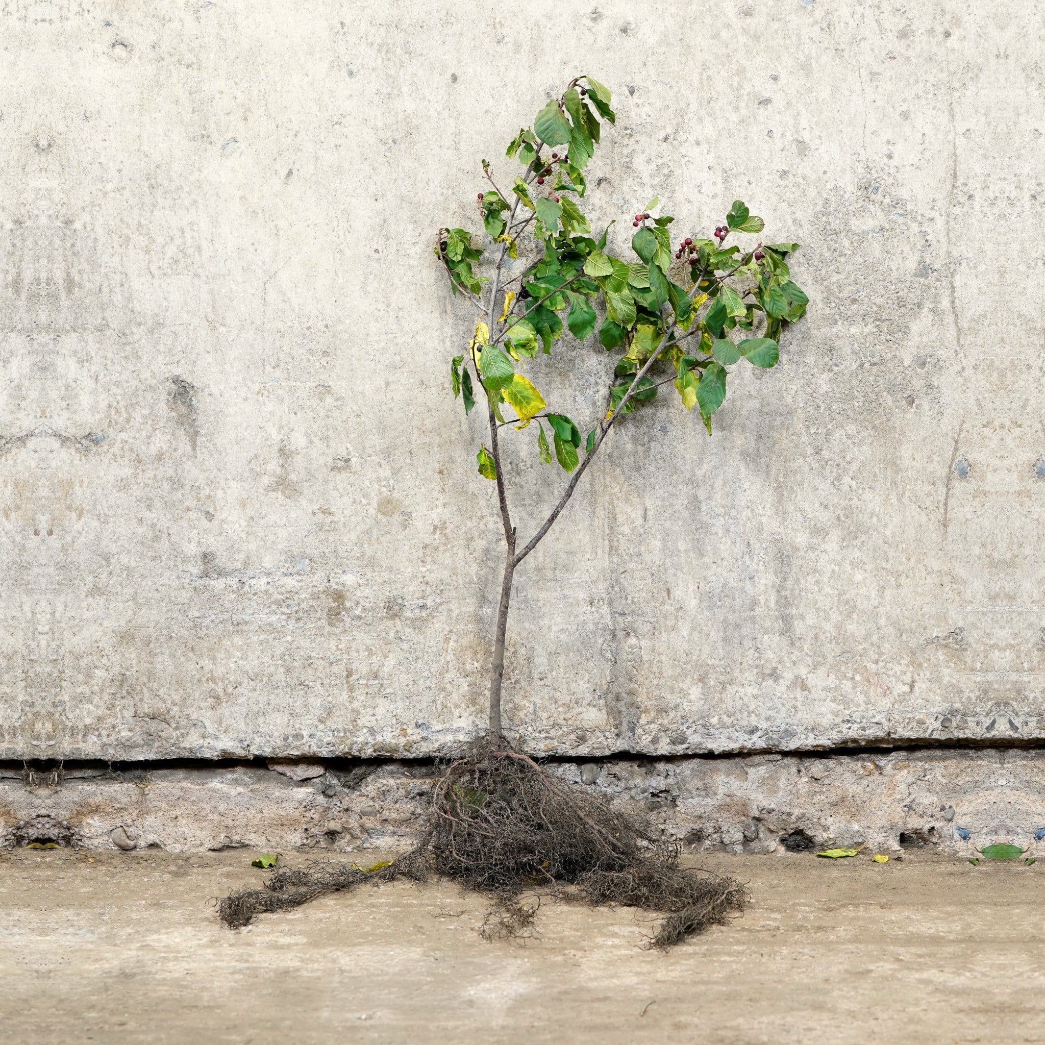Alder Buckthorn bare root 60-80cm