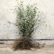 Cotoneaster franchetii 40-60cm bare root