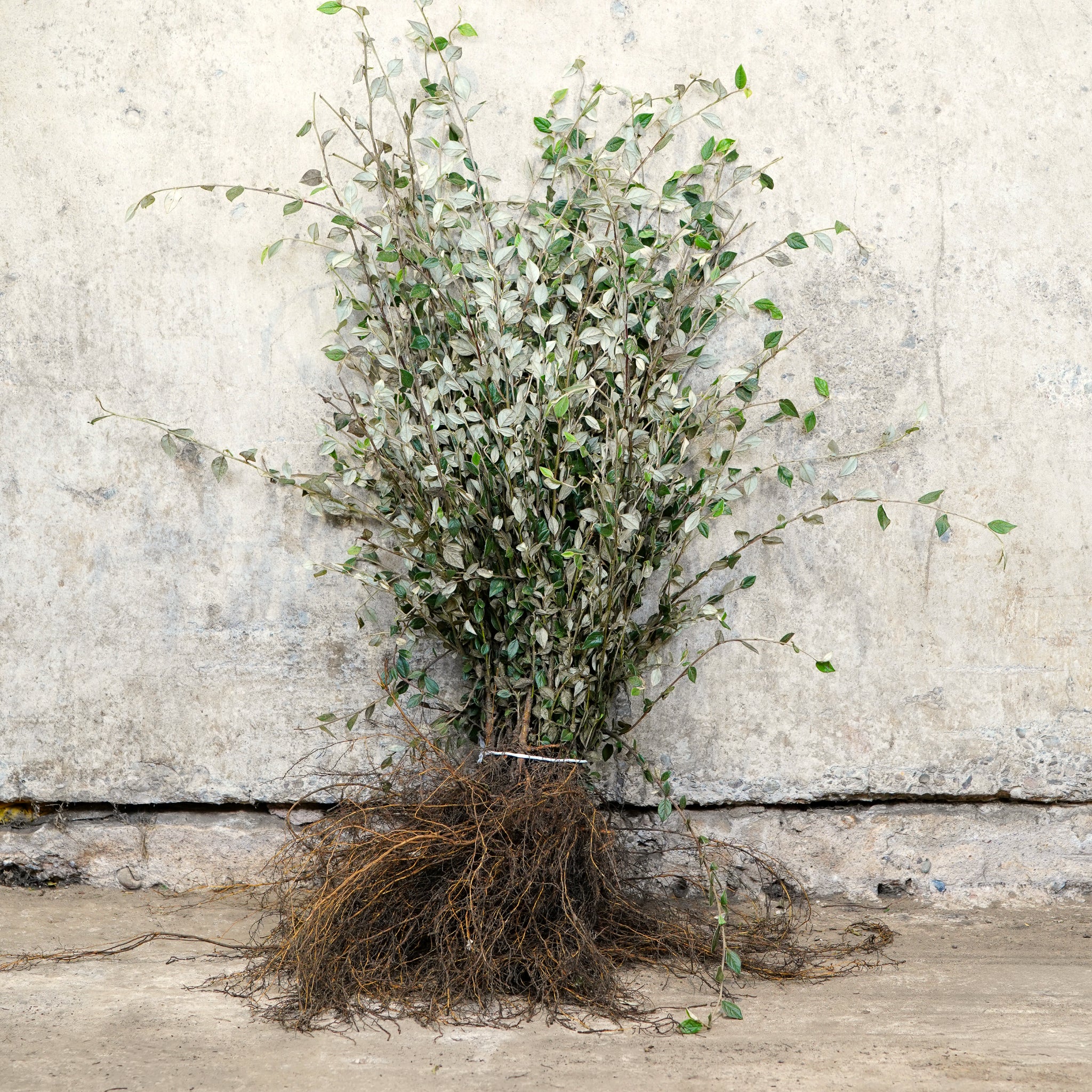 Cotoneaster franchetii 40-60cm bare root