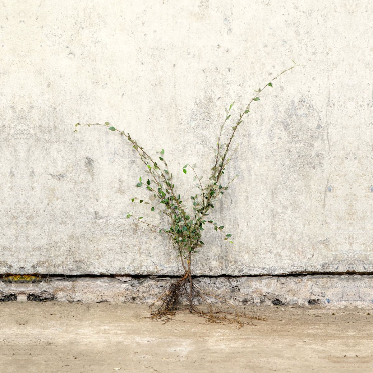 Cotoneaster franchetii 40-60cm bare root – photo 2