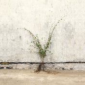 Cotoneaster franchetii 40-60cm bare root – photo 2