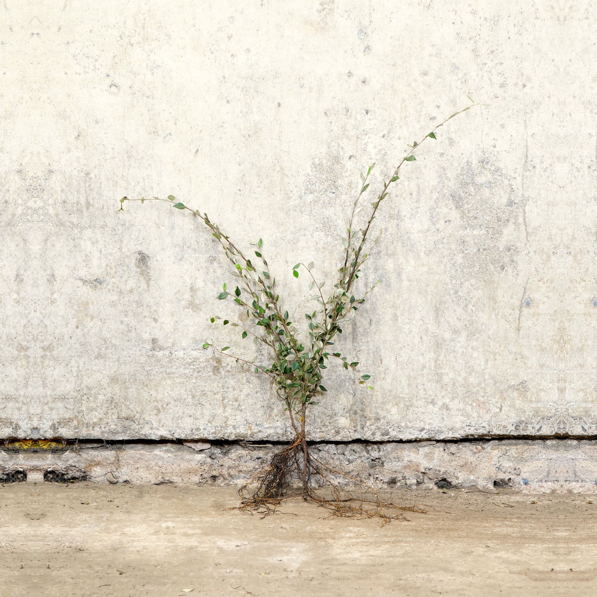 Cotoneaster franchetii 40-60cm bare root