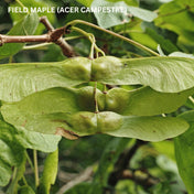 Acer campestre (field maple) pot grown native hedging plant.