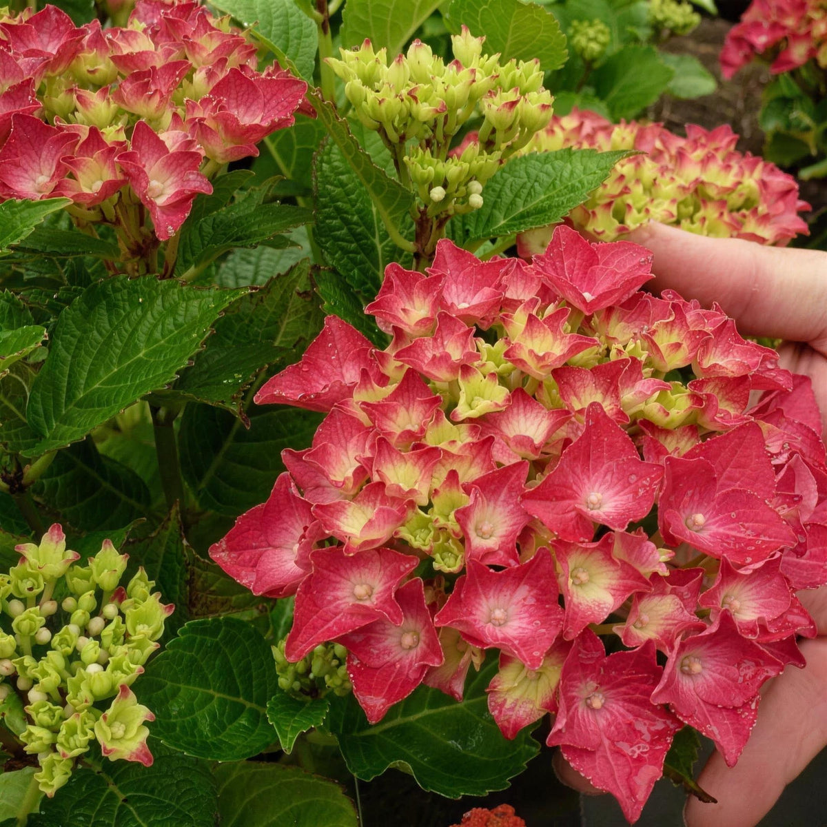 Hydrangea macrophylla 'Hot Red' pot grown flowering shrub.