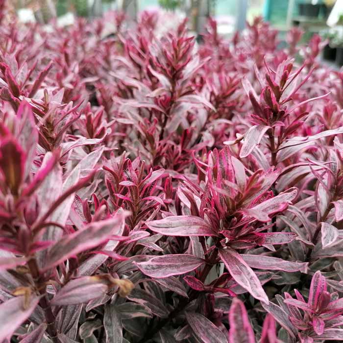 Hebe 'Frozen Flame' pot grown shrub.