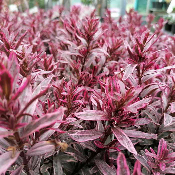 hebe frozen flame plant Hebe Frozen Flame Pot Grown