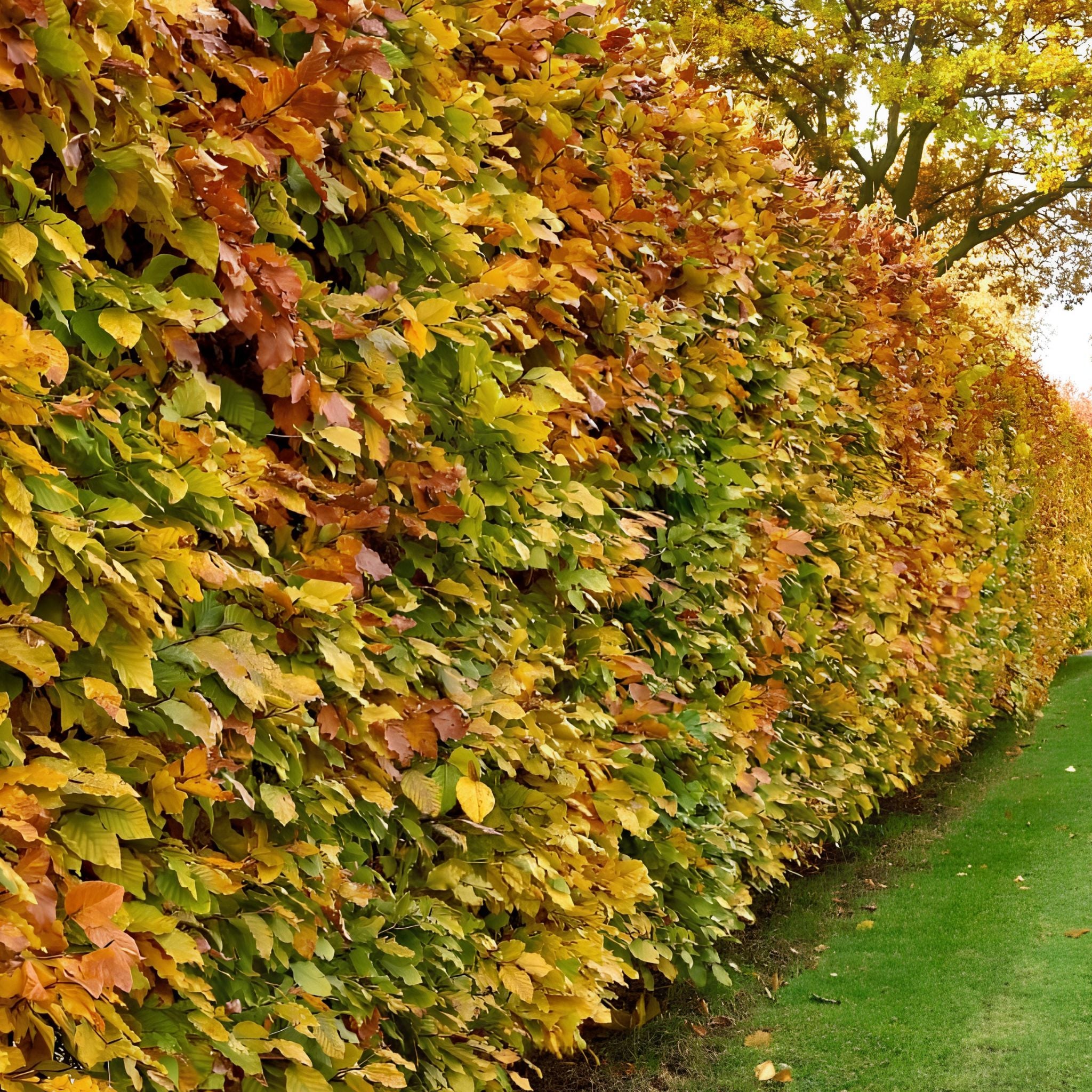 Fagus sylvatica (Green Beech) 120-150cm bare root hedging plant.