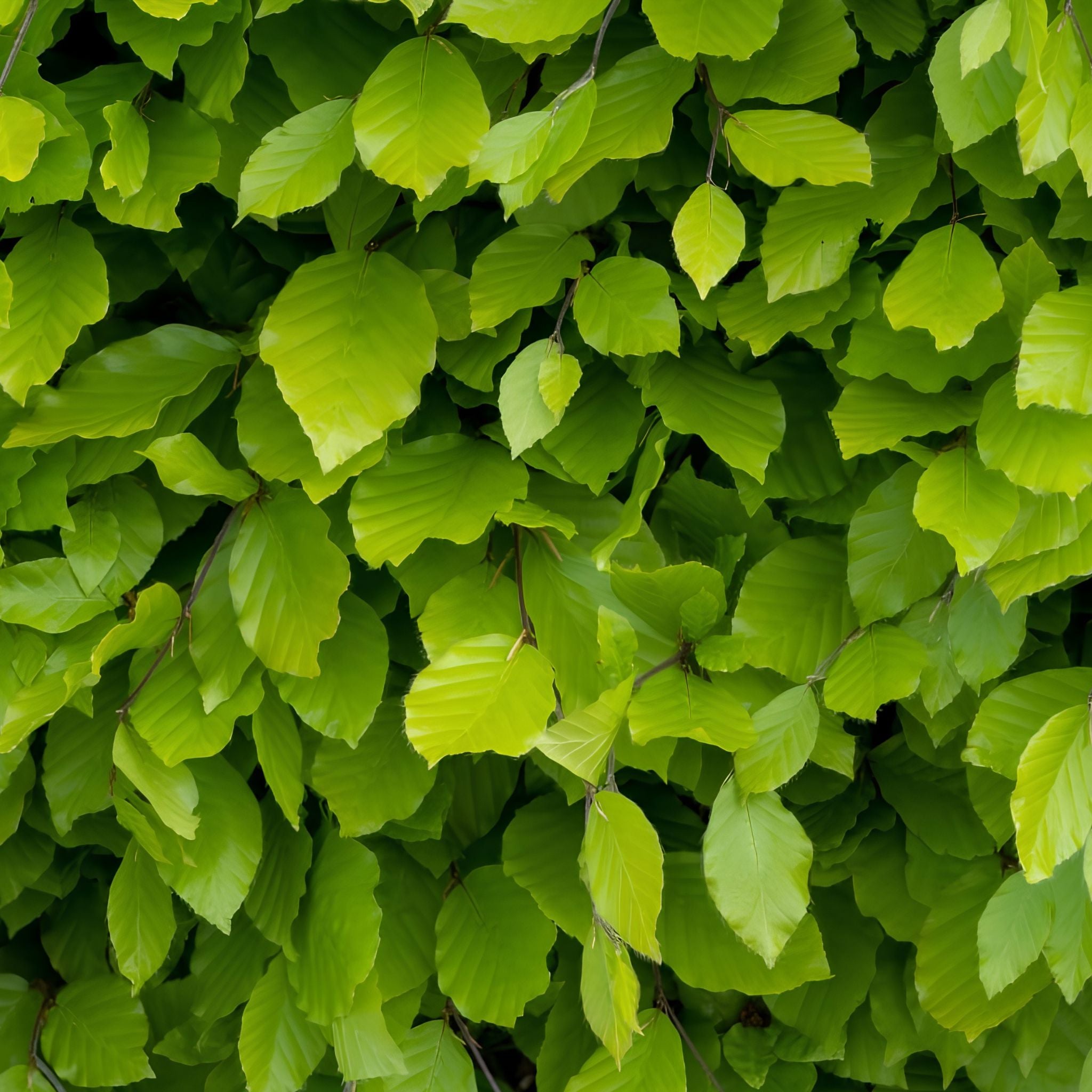 Fagus sylvatica (Green Beech) 120-150cm bare root hedge.