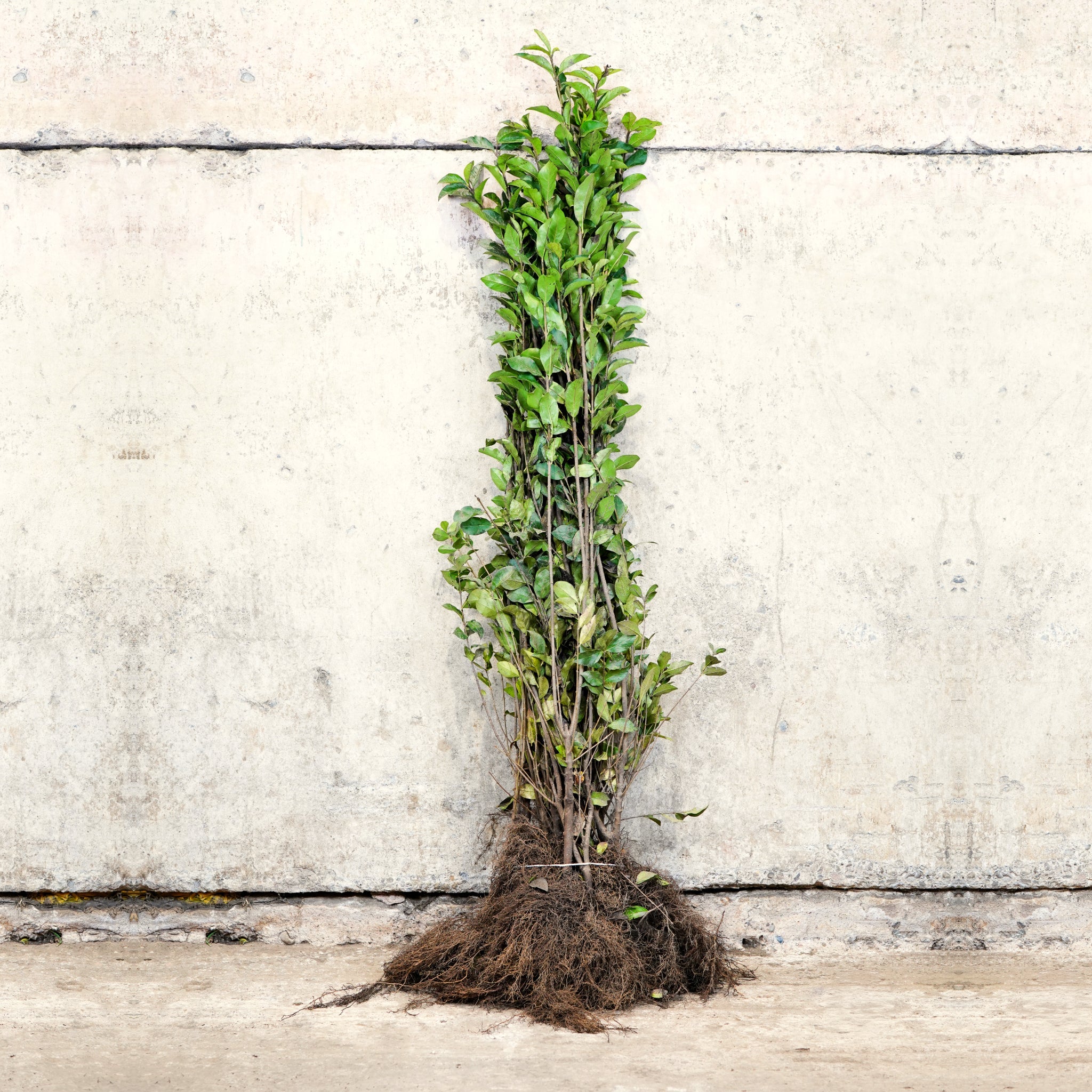 Green beech bare root hedging