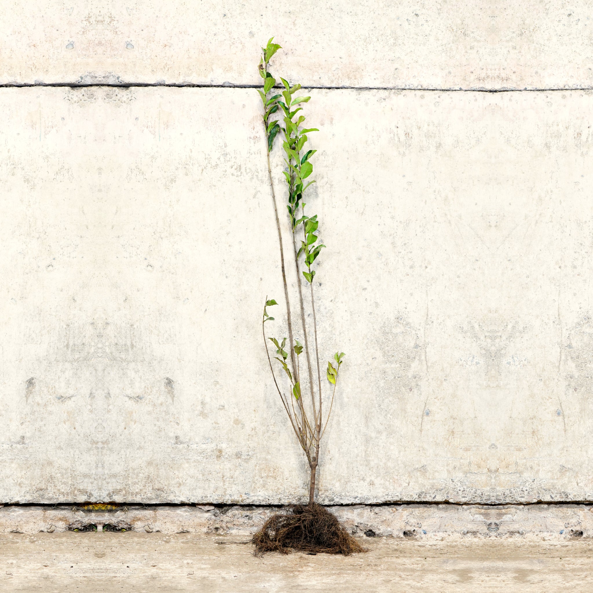 Green Beech hedge bare root 100-125cm
