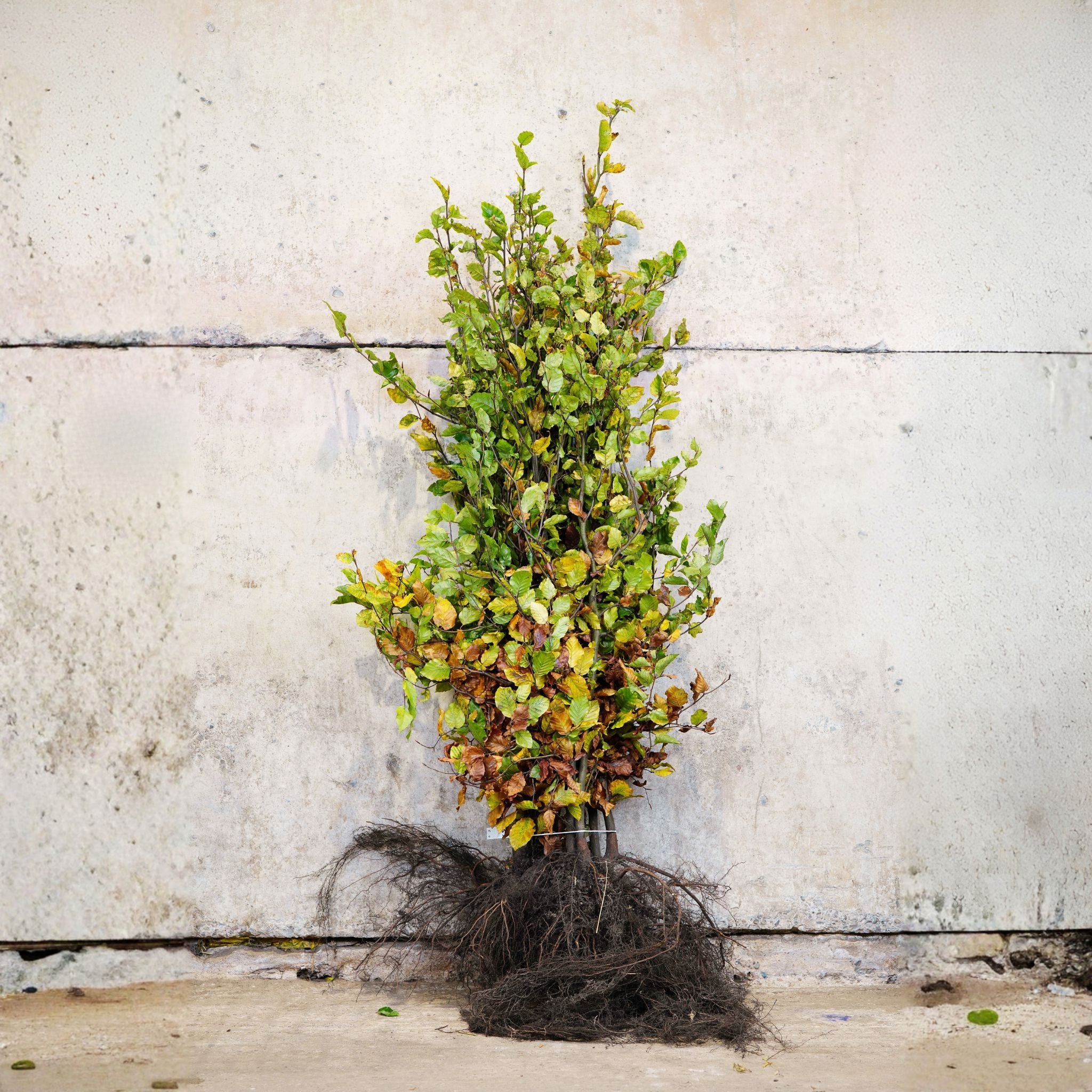 Fagus sylvatica (Green Beech) 120-150cm bare root hedging.