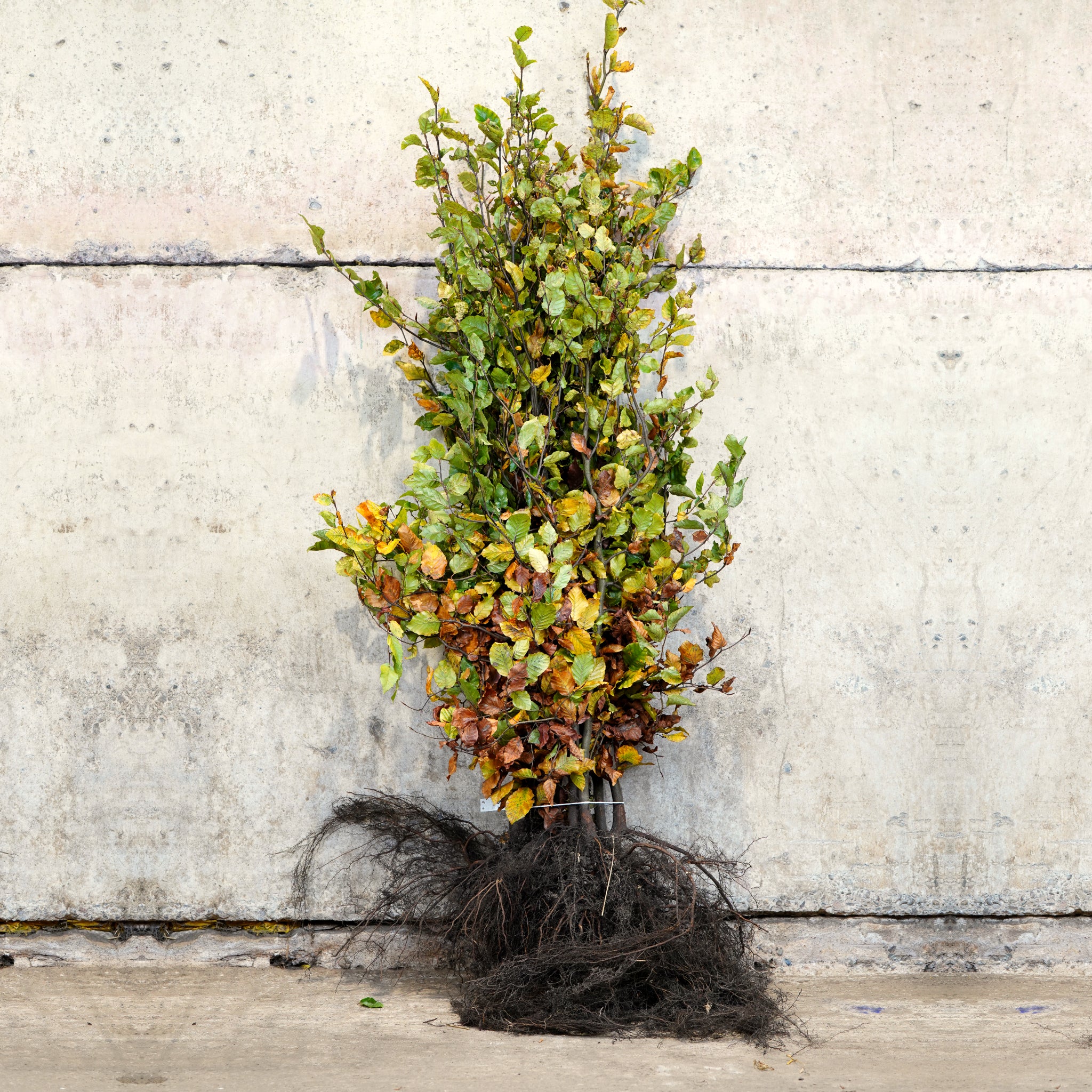 Green Beech bare root hedging 120-150cm