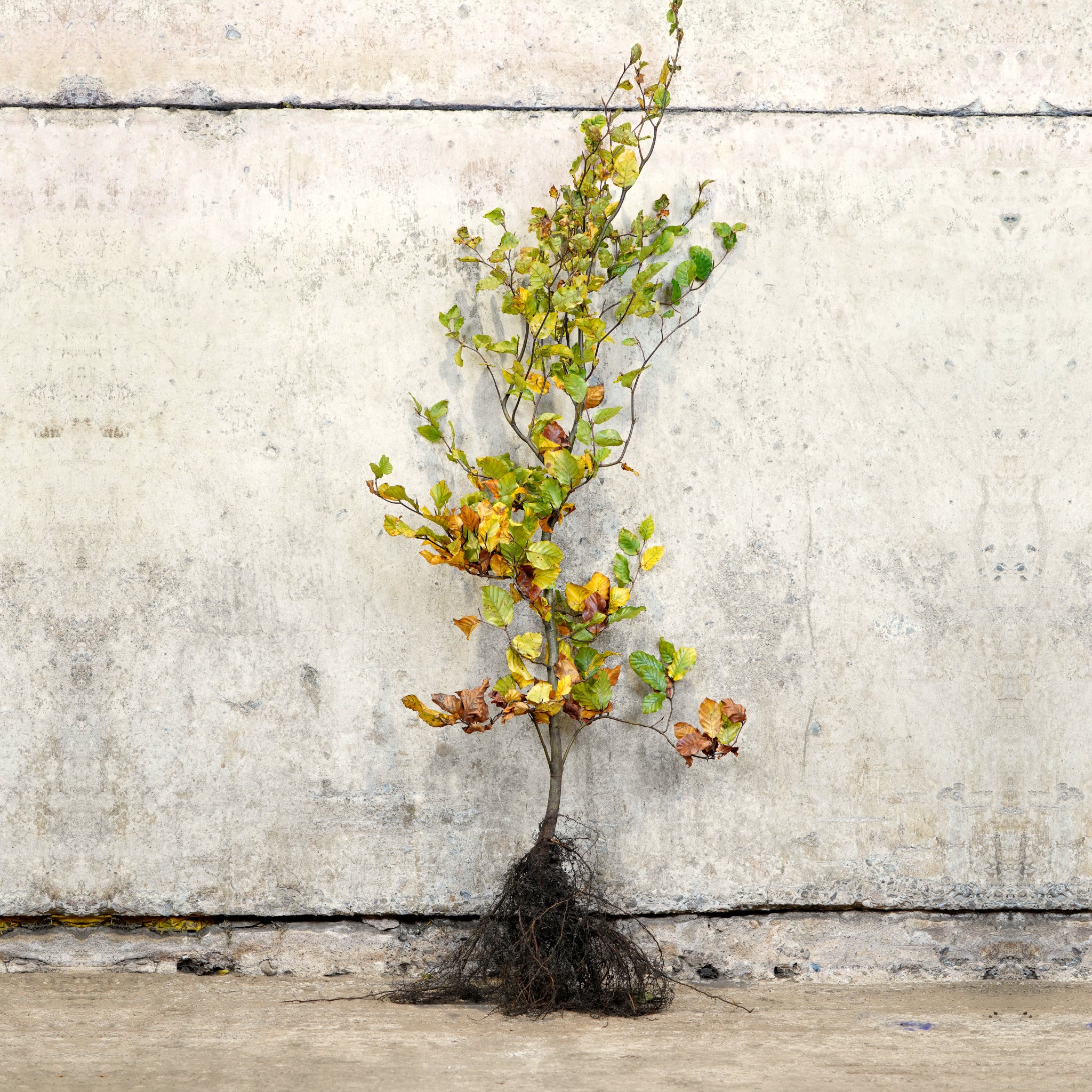 Green Beech bare root hedging 120-150cm