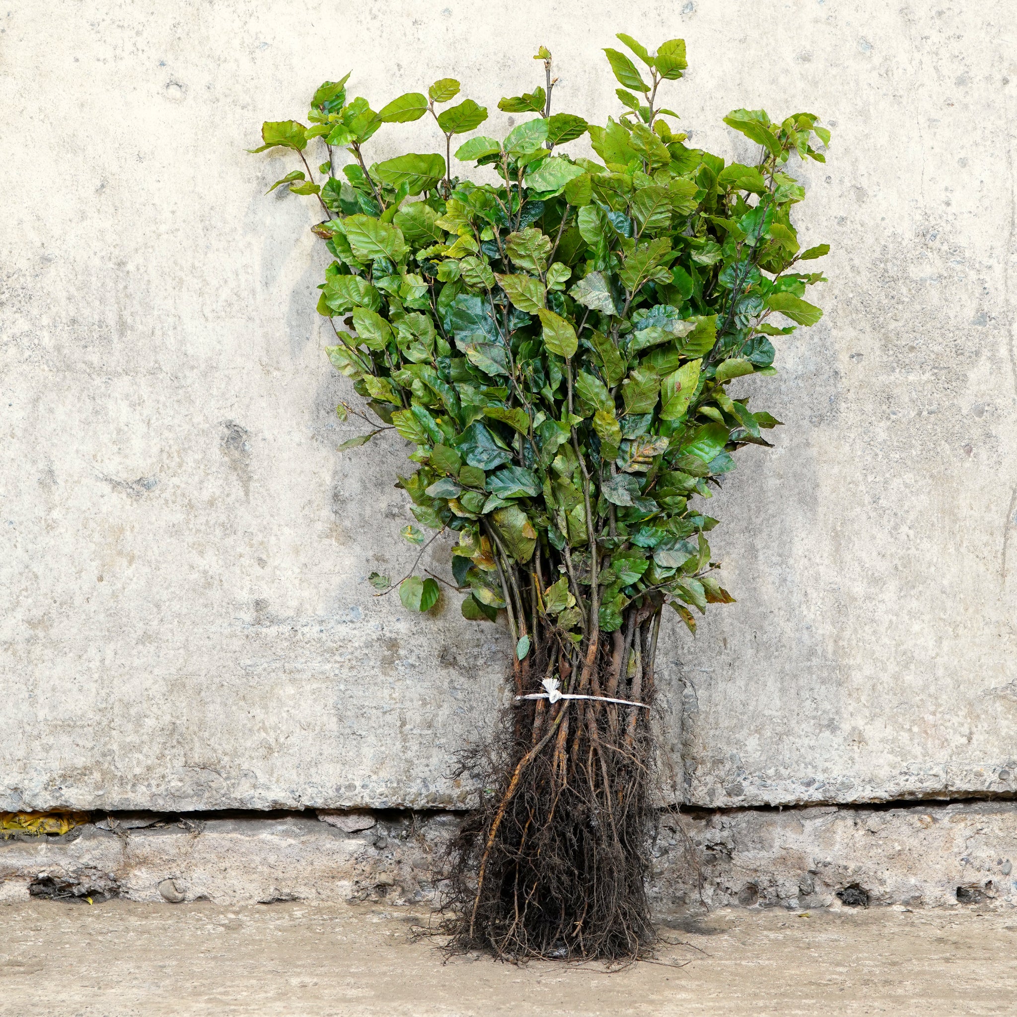 Green Beech bare root hedging 40-60cm