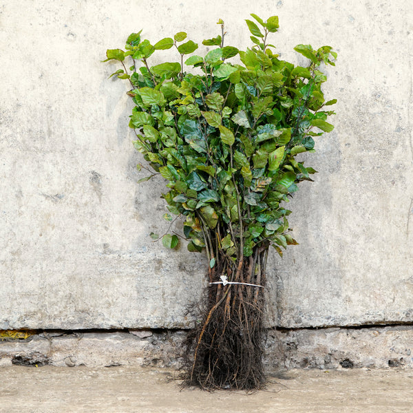 Green Beech bare root hedging 40-60cm