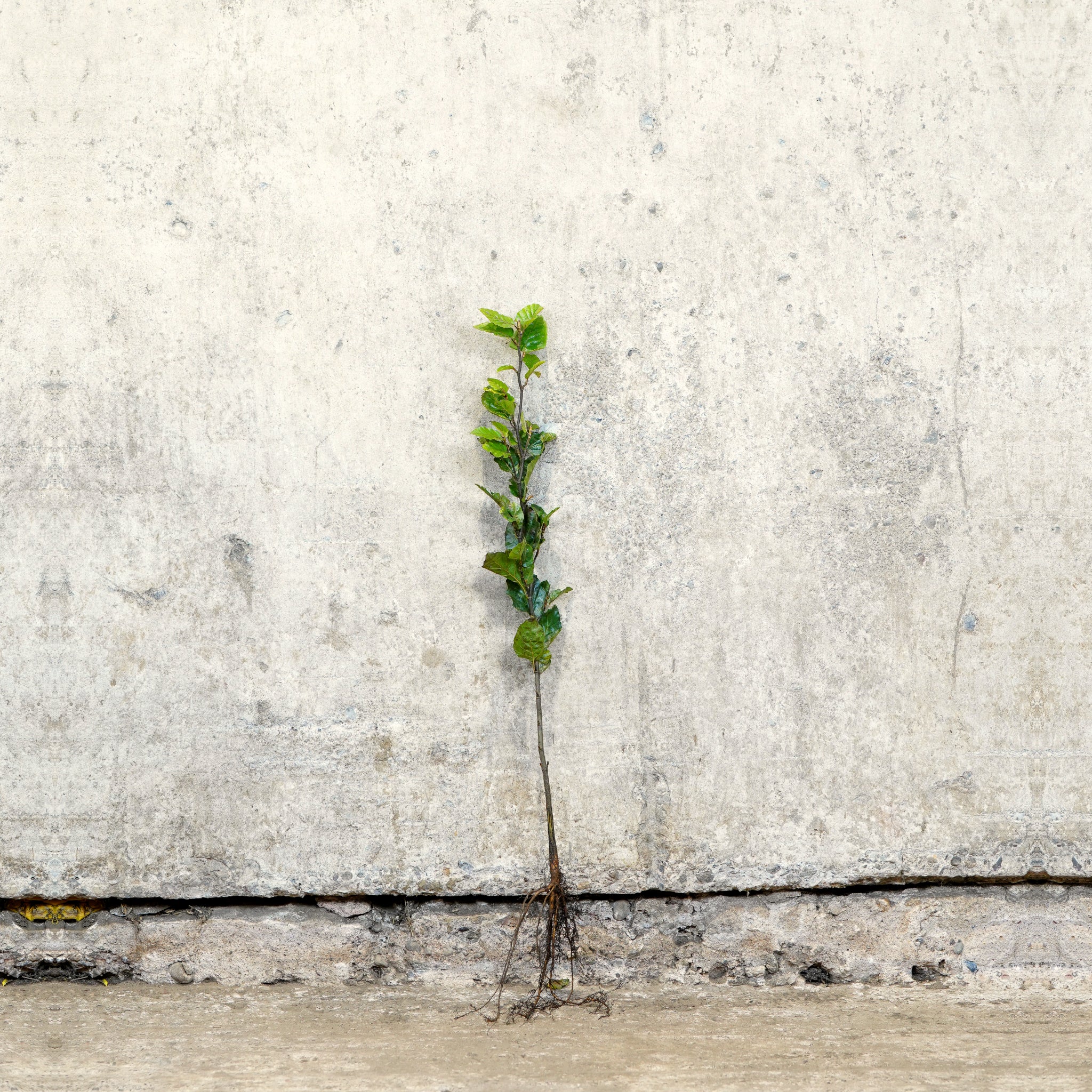 Green Beech bare root hedging 40-60cm