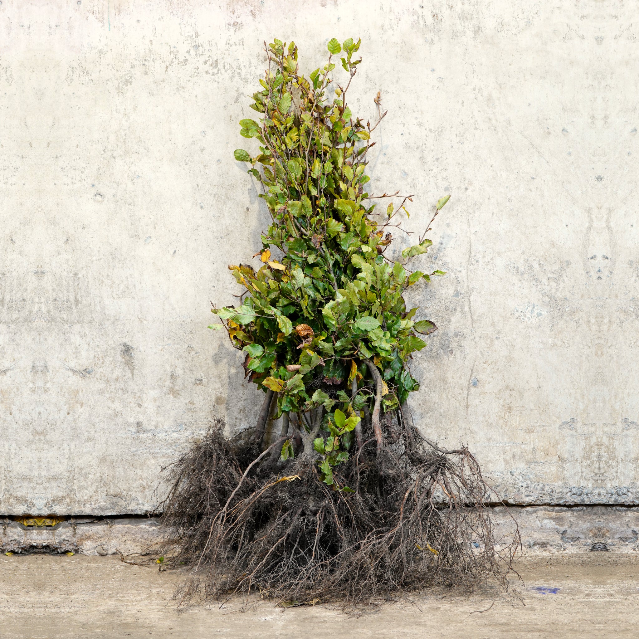 Green Beech bare root hedging 60-80cm