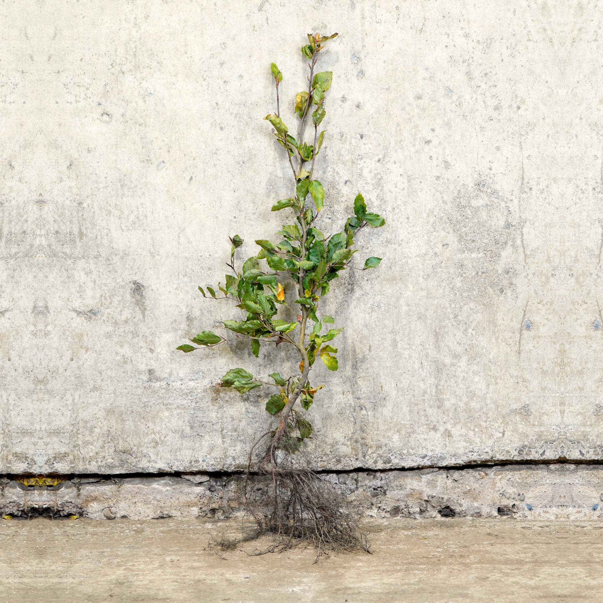 Green Beech bare root hedging 60-80cm