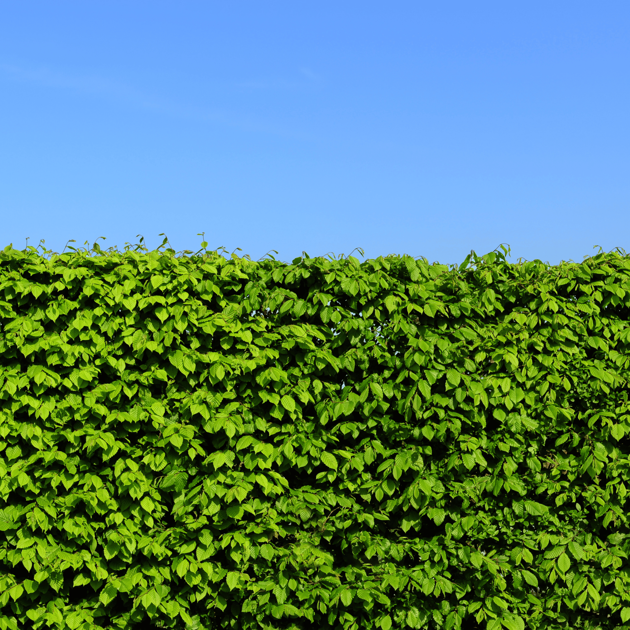 Green Beech (Fagus sylvatica) hedge detail