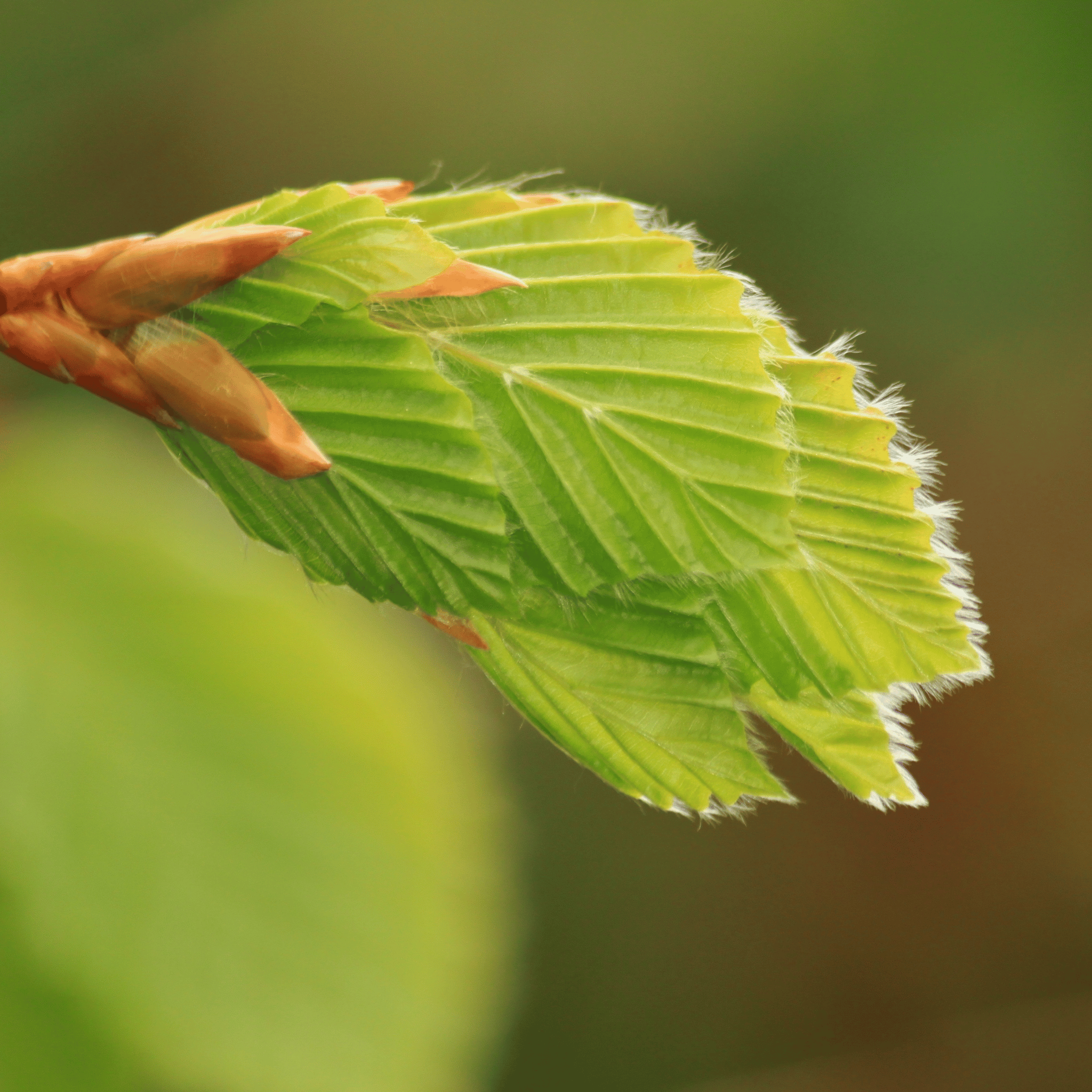 Green Beech (Fagus sylvatica) hedge detail