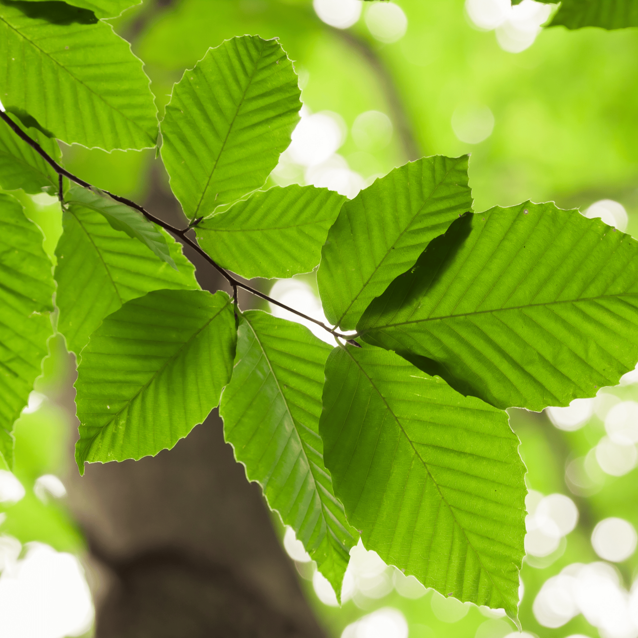 Green Beech (Fagus sylvatica) hedge detail