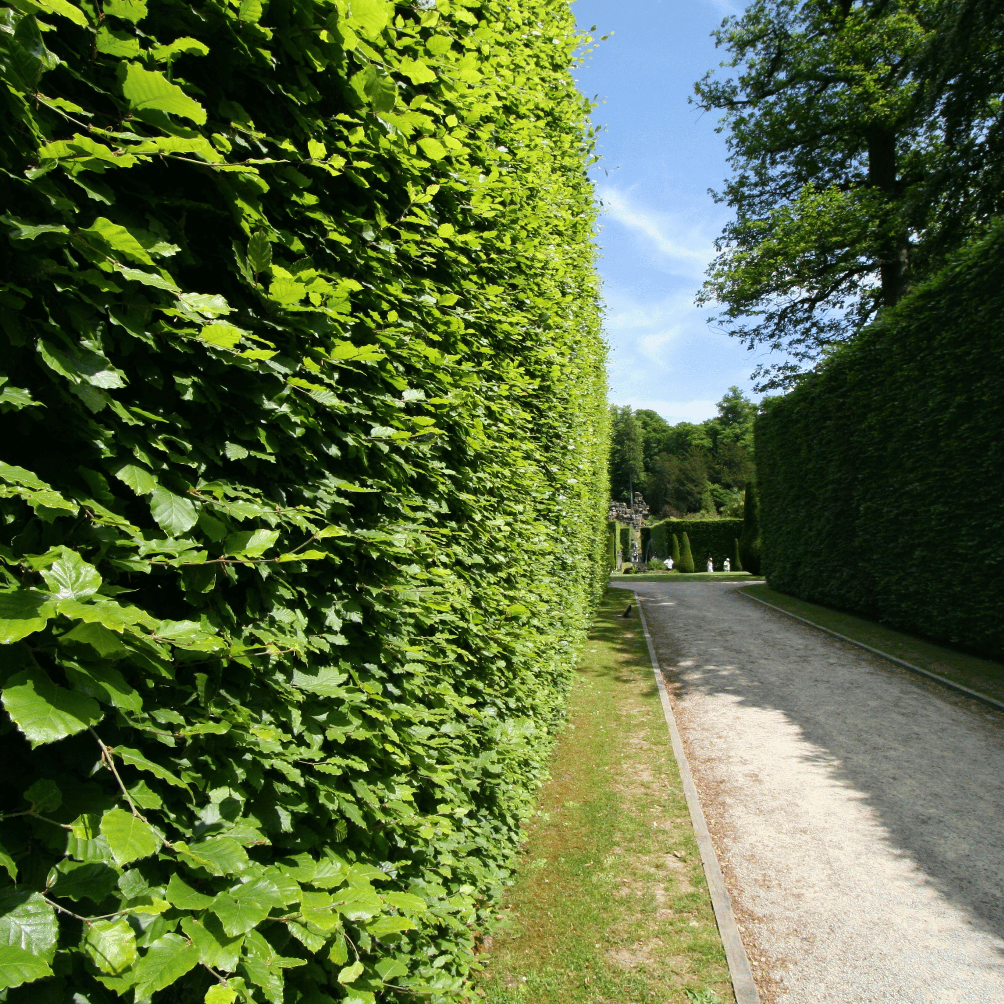 Green Beech (Fagus sylvatica) hedge detail