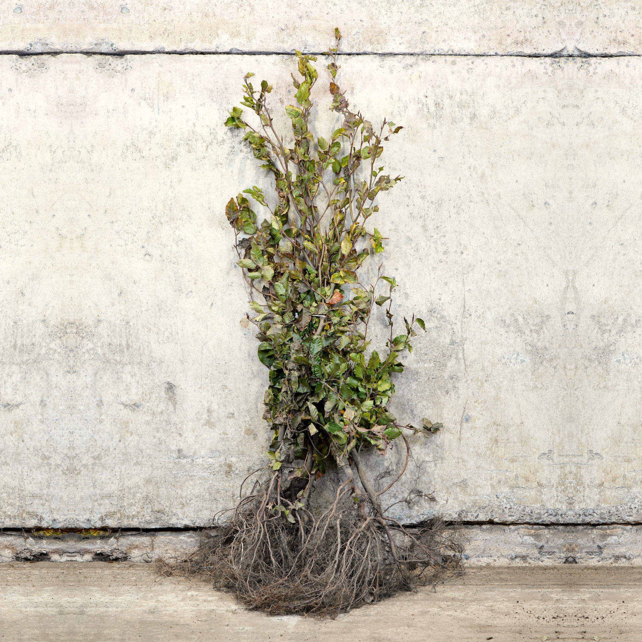 Purple Copper Beech hedging 100-125cm bare root