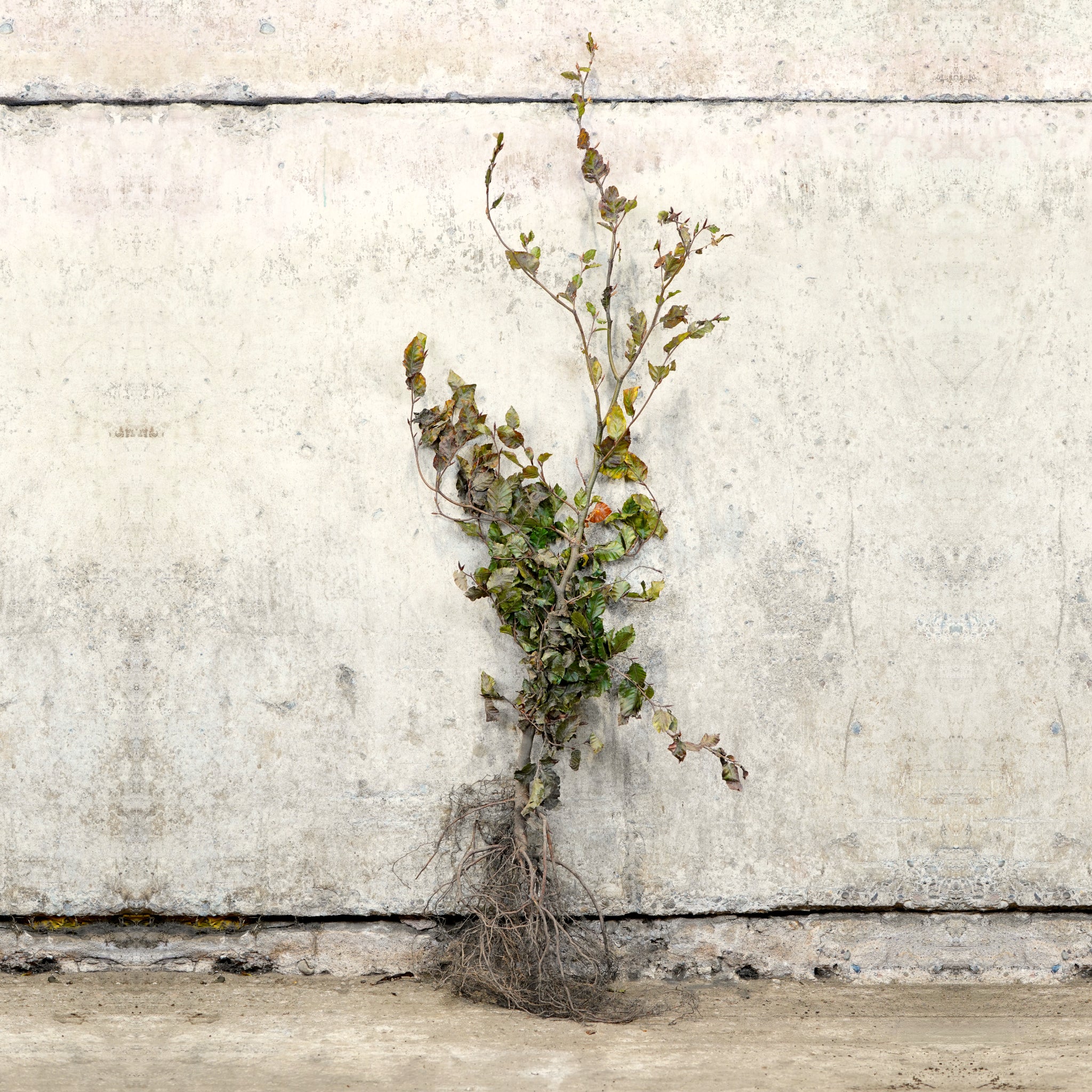 Purple Copper Beech hedging 100-125cm bare root