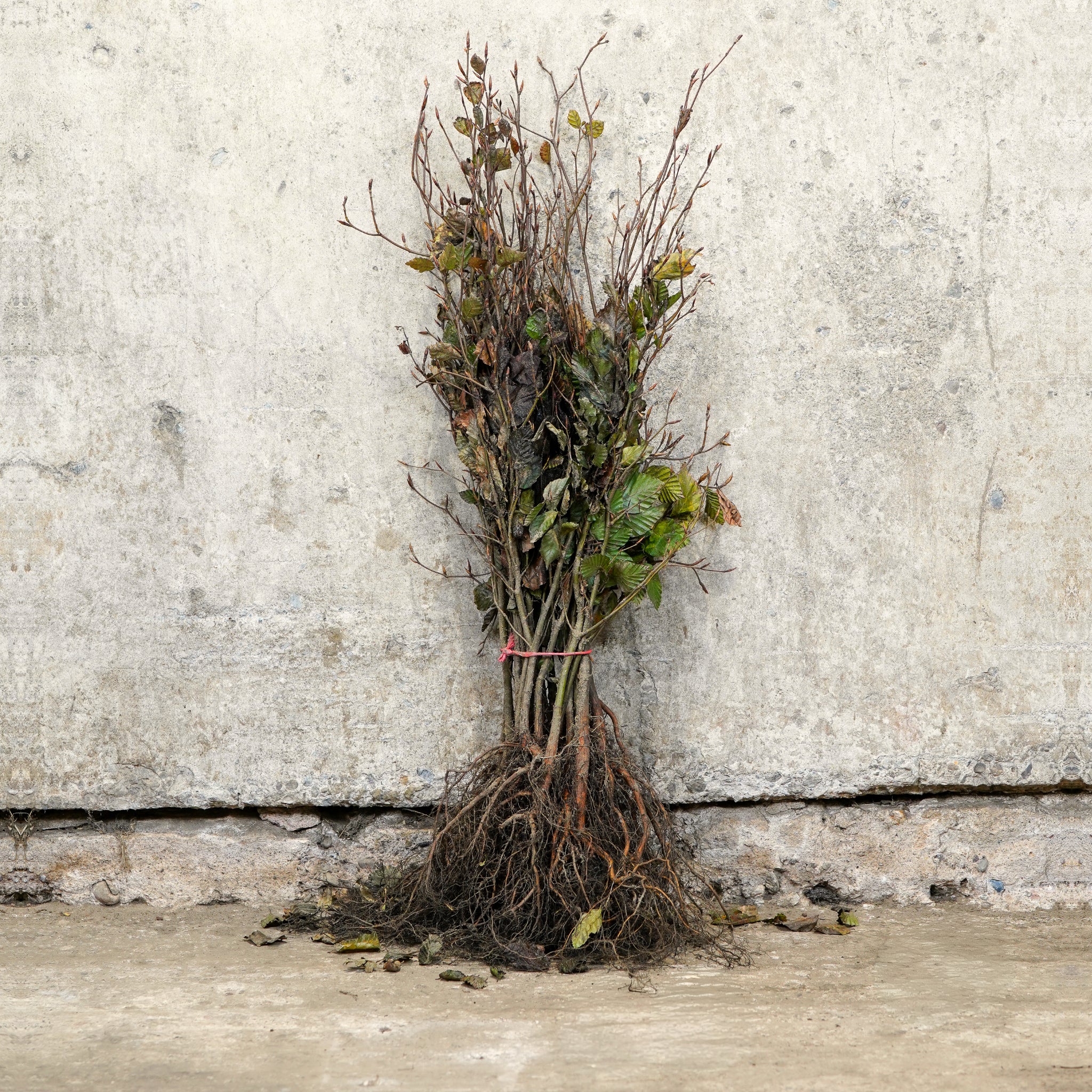 Fagus sylvatica purpurea (Purple Beech) 60-90cm bare root hedge plants.