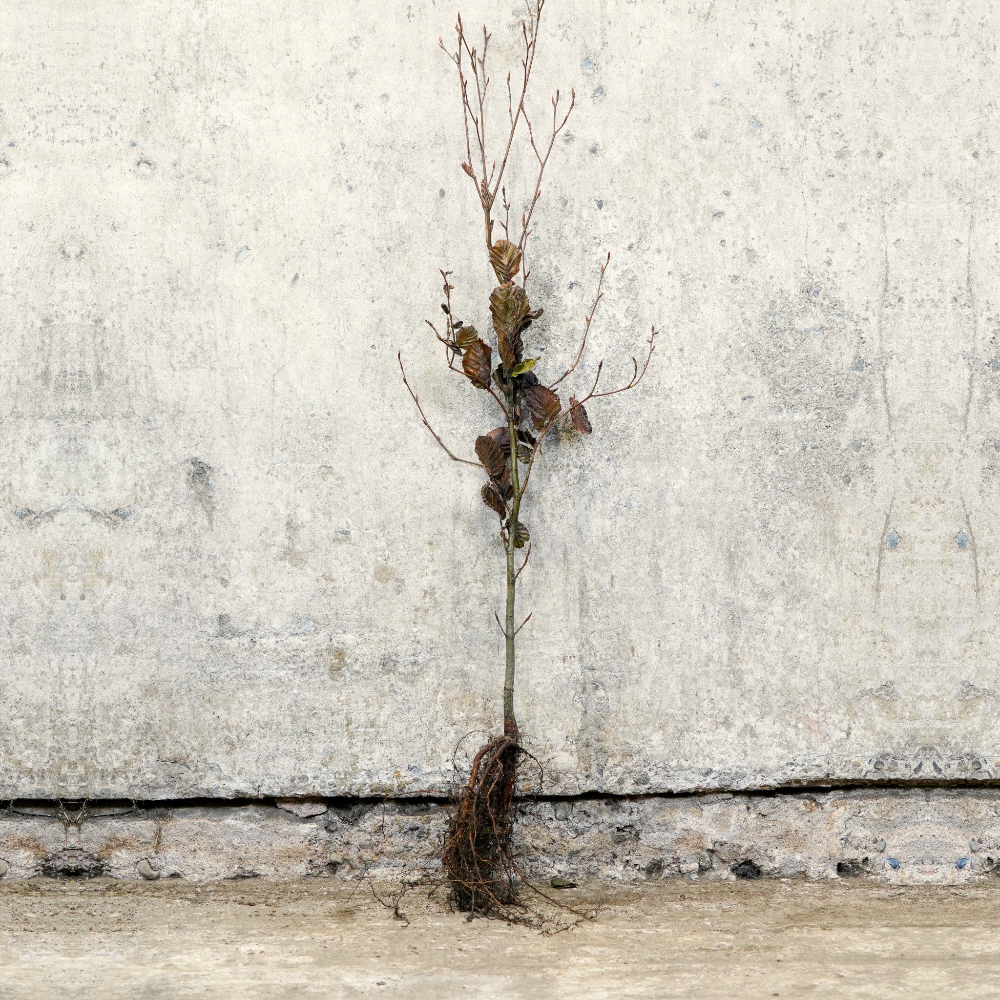 Purple Copper Beech 60-80cm bare root
