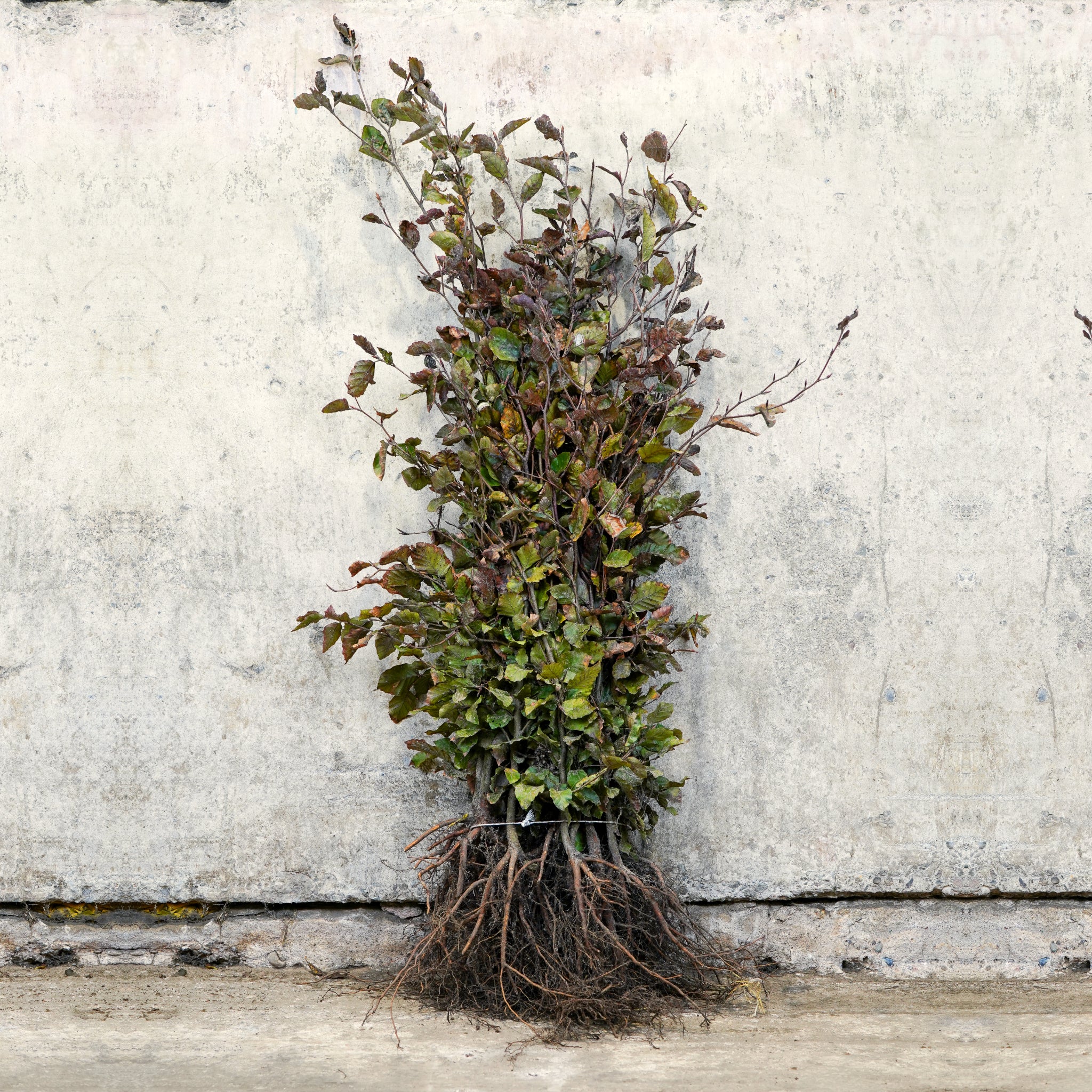 Purple Copper Beech 80-100cm bare root