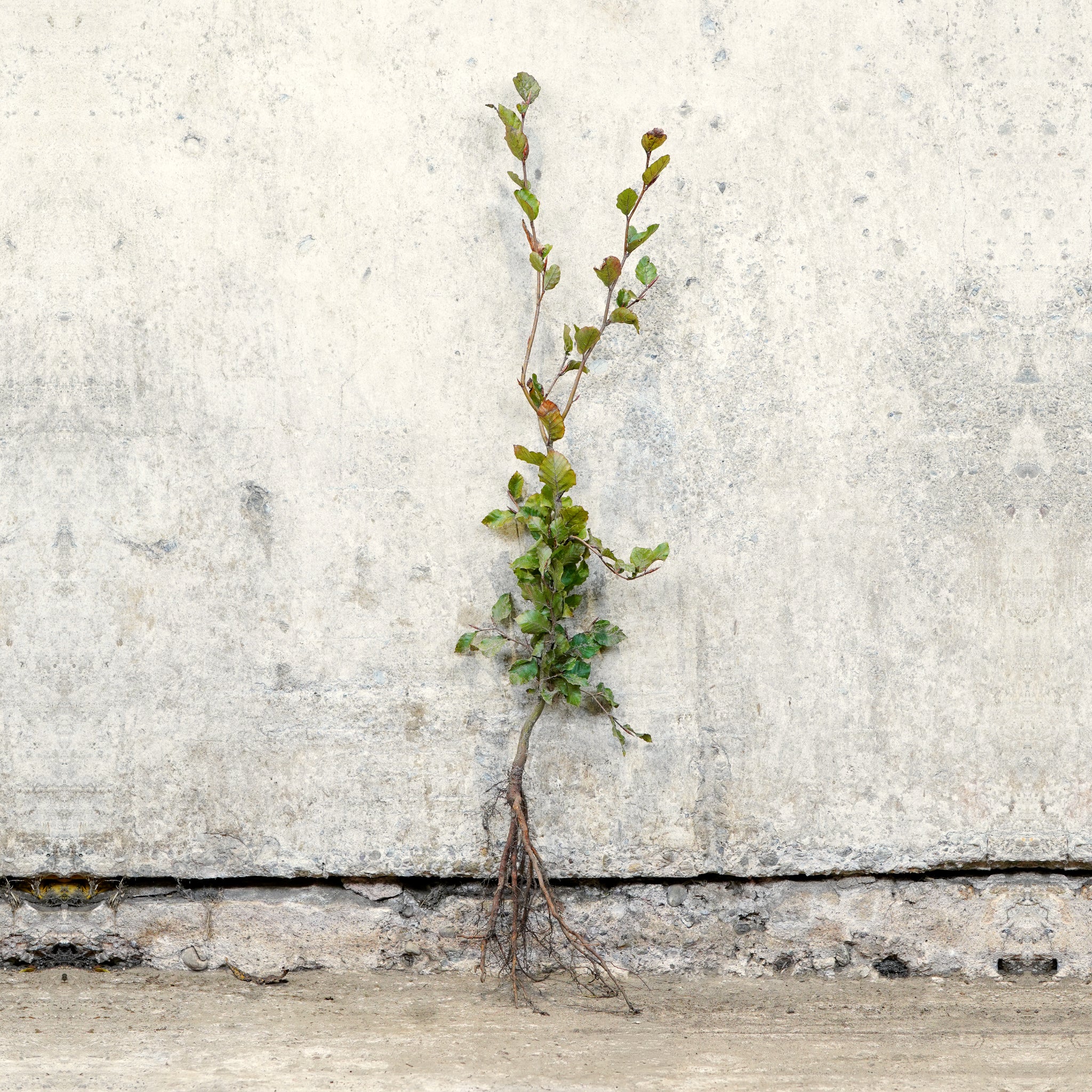 Purple Copper Beech 80-100cm bare root