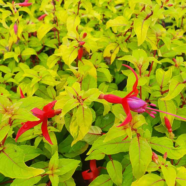Fuchsia 'Genii' 3L pot grown shrub yellow foliage.