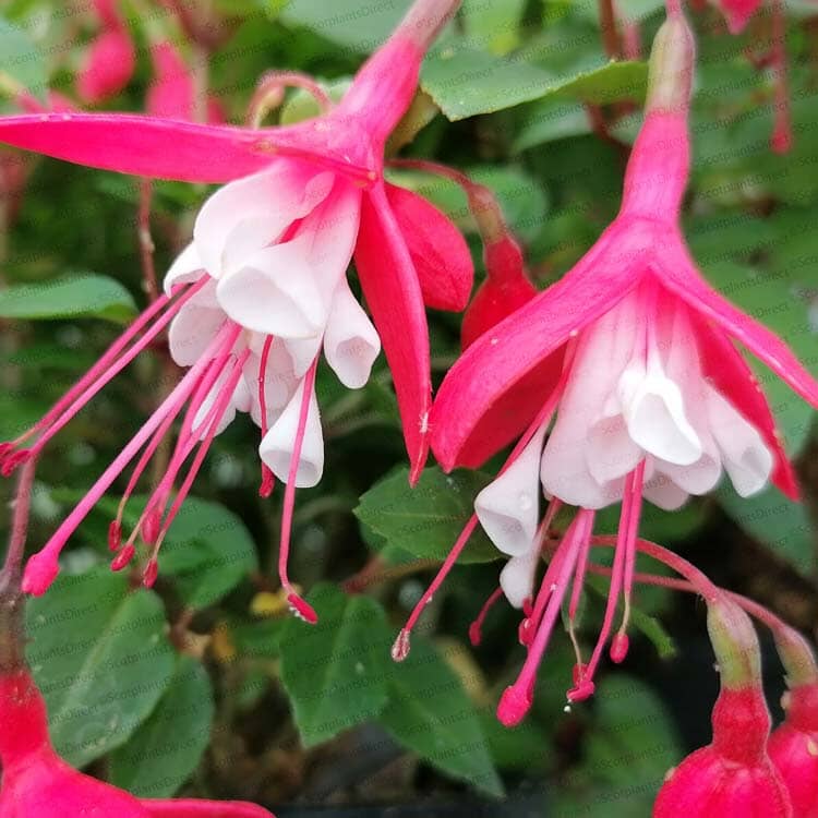 Fuchsia magellanica 'Lady Thumb' 3L pot shrub.