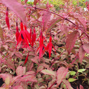 Fuchsia magellanica 'Versicolour' pot grown hardy fuchsia with variegated leaves and red tubular flowers.