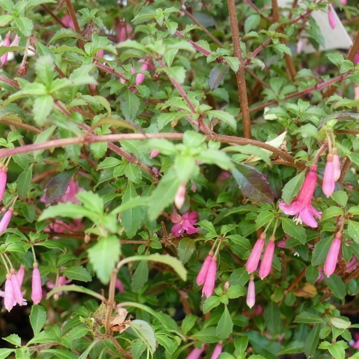 Fuchsia bacillaris ‘Reflexa’ 30-40cm pot grown shrub.