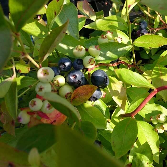 Vaccinium corymbosum 'Goldtraube23' (blueberry) 10/40cm pot grown plant.