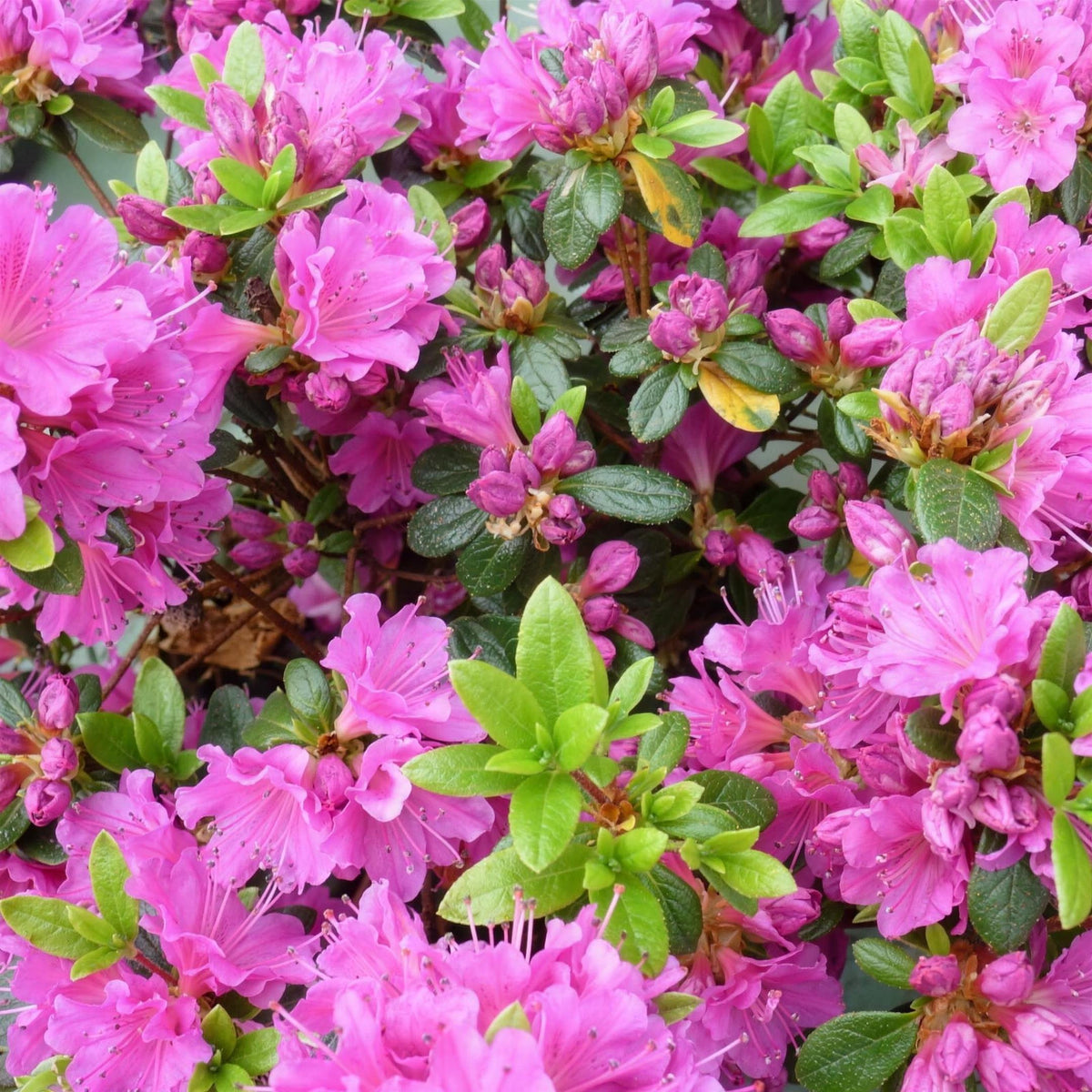 Rhododendron japonicum 'Geisha Purple' 3L pot grown compact dwarf azalea shrub.