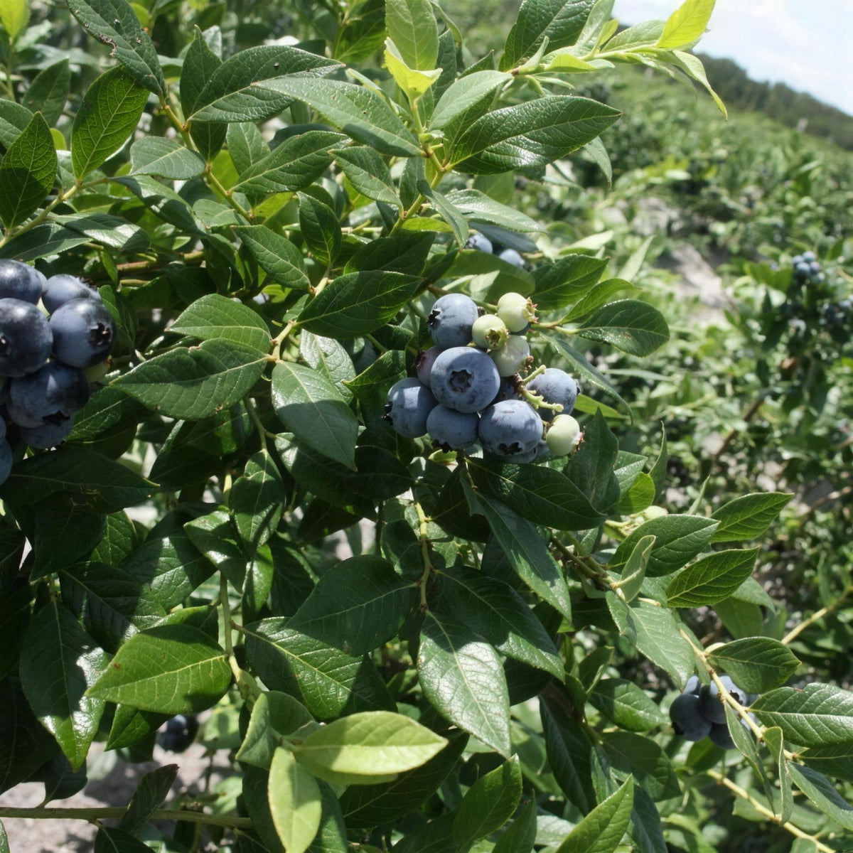 Vaccinium corymbosum (blueberry) 3L pot grown fruit bush.