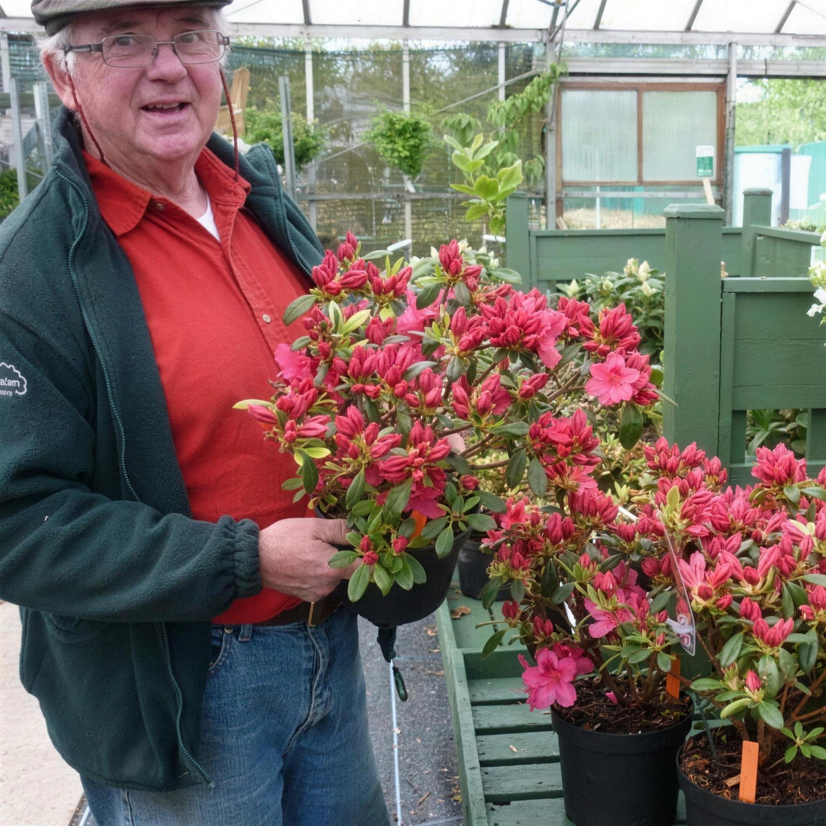 Rhododendron ‘George Arends’ (Japanese Azalea) pot grown flowering shrub.