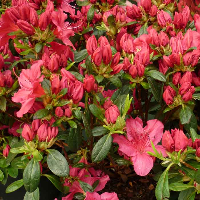 Azalea 'Geisha Red' 3L pot evergreen shrub with bright pink buds and flowers.