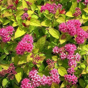 Spiraea japonica 'Goldflame' pot grown shrub.
