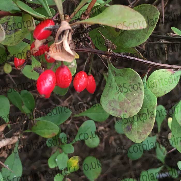 Berberis thunbergii (Green Berberis) 20/40cm bare root plant.