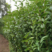 Ligustrum ovalifolium (Green Privet) 100/125cm bare root hedge plant.