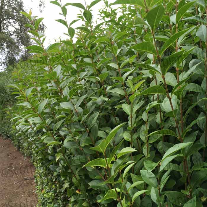 Ligustrum ovalifolium (Green Privet) 60/90cm pot grown hedge plant.