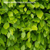Fagus sylvatica (Beech) 10 metre pot grown hedging mix.