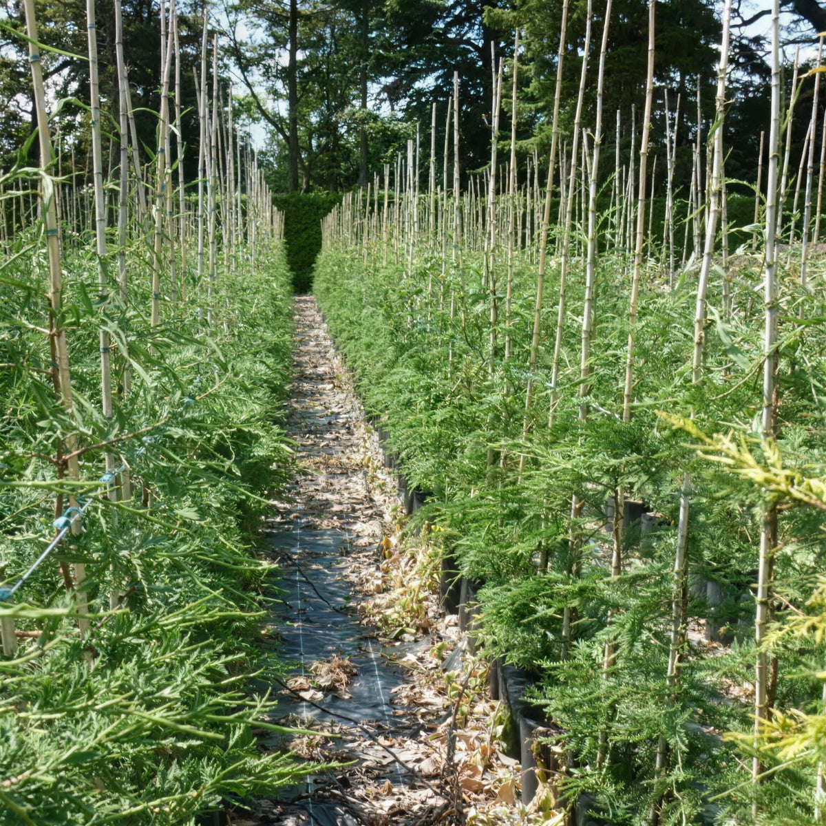 Cupressocyparis leylandii (Leylandii hedge) 120-150cm pot grown plants.