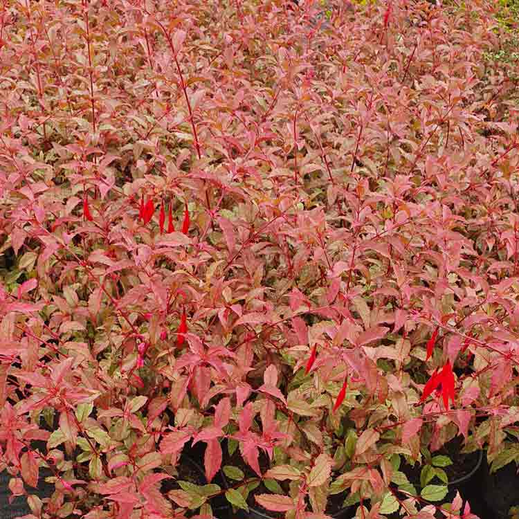 Fuchsia magellanica 'Versicolour' variegated hardy shrub pot grown.