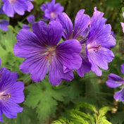 Geranium 'Magnificum' perennial plant pot grown.